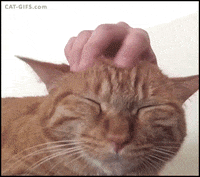 cat head GIF