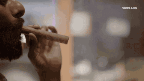 viceland GIF by WEEDIQUETTE