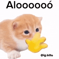 Cat Meme GIF