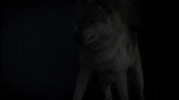 Coyotes