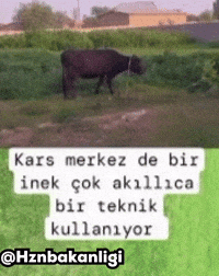 Hazinebknligi inek kars merkezde hznbakanligi GIF