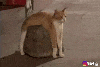 Relaxed Sunday Afternoon GIF