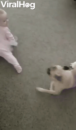 Pug Teaches Kiddo How to Crawl