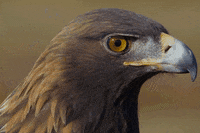 eagle GIF