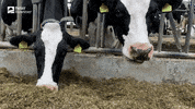 BeterRuwvoer food cow diner eten GIF