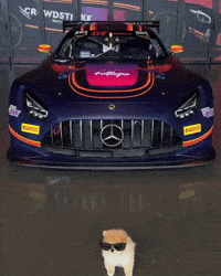 Amg Gt Pomeranian GIF