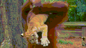 tiger cub GIF