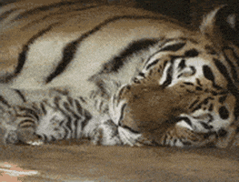 baby tiger GIF