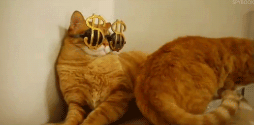 cat GIF