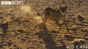 big cats cat GIF by BBC Earth