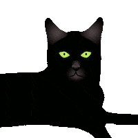 Cat Reaction Sticker