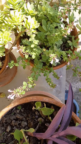 Simongip giphygifmaker GIF