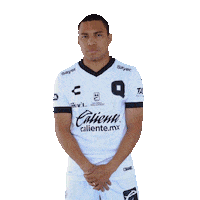 Liga Mx Gallos Sticker by Club Querétaro
