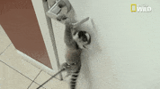excited nat geo wild GIF by Dr. K's Exotic Animal ER