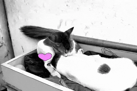 Bebu GIF