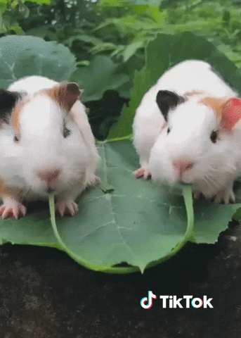 Chat Bonjour GIF by TikTok France