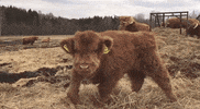 Baby Cow GIF
