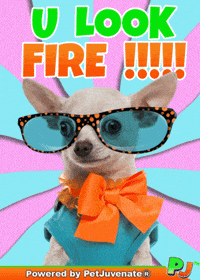 Valentines Day Love GIF by PetJuvenate - PJ