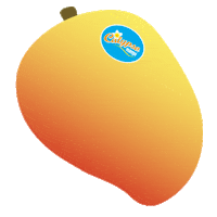 CalypsoMango mango perfection calypso calypso mango Sticker