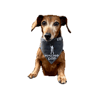 Lily Daschund Sticker by Geekster Pets