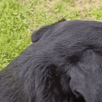 Lord Hund GIF