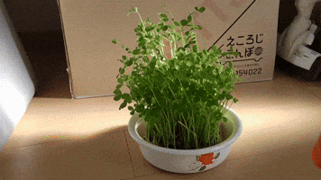 JOY chick people piyo