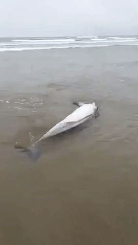 Attempts to Save Dolphin Stranded on Irish Beach Fail