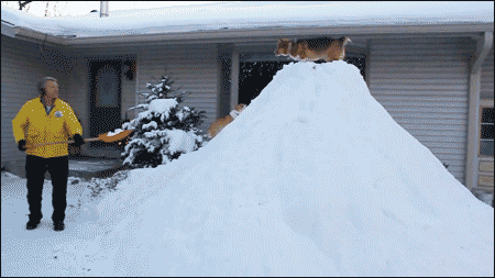 snow dogs GIF by Cheezburger