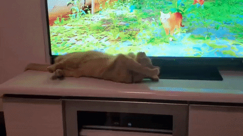 timoff91 giphyupload GIF