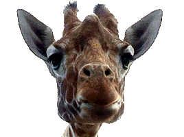 Africa Eating Sticker