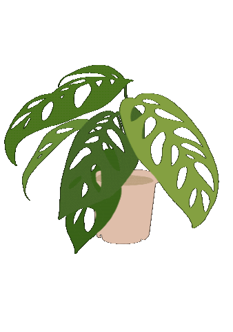 Plant Monstera Sticker