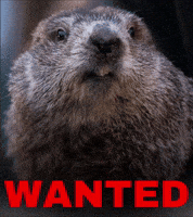 Dead Or Alive Groundhog GIF