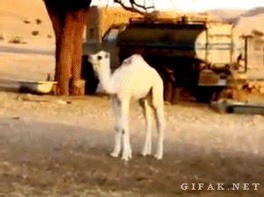 Video gif. It seems like there’s only one baby camel standing, but then the camel moves its head to scratch its side and reveals that there were two baby camels all along that are just standing right next to each other in the same position. 
