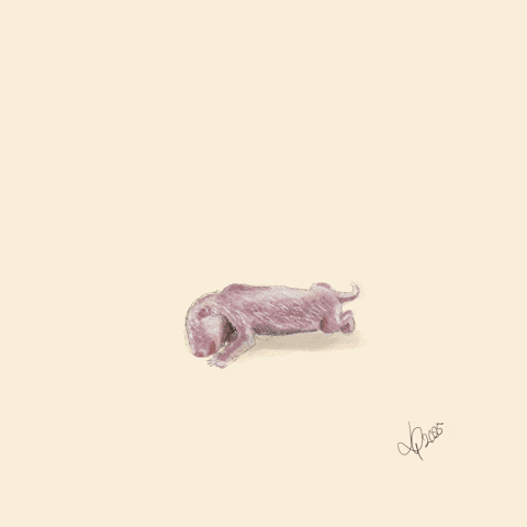 Digital Art Panda GIF