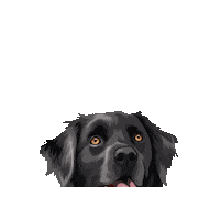 Hastingspp Sticker by Pickle's Pawtraits