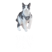 Adventure Cat Sticker by Your Cat Backpack