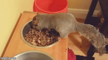 Dogs Nuts GIF