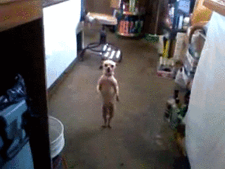 Video gif. In some sort of garage, a dog that looks like a chihuahua stands on its hind legs and does a tiny little dance in one place. 