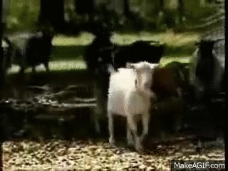 fainting GIF