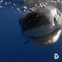 Discovery Channel Travel GIF by Shark Week