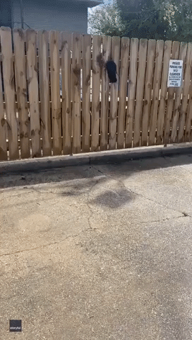 Caw-tastrophe: Louisiana Man Helps Free Crow Trapped in Fence