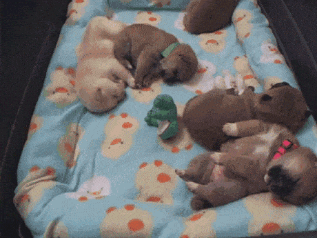 sweet dream GIF