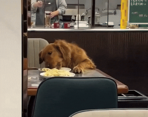 58d4b6a0e8004dd6a499524384e88c9f giphyupload GIF