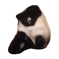 corgi STICKER by imoji