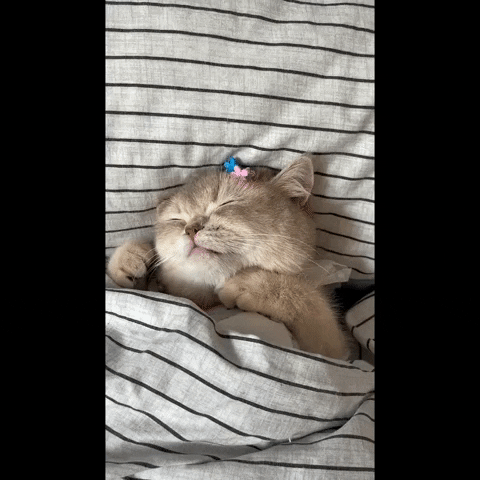 cuteanimalland giphyupload GIF