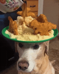 Tyler The Creator Dog GIF by Respective