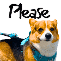 Corgi Please Sticker