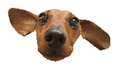 dachshund doxie Sticker by beangoods