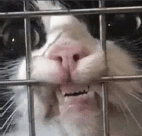 Would Pedro Pascal GIF by hamlet