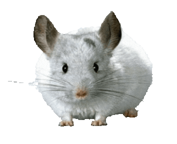 Guinea Pig Love Sticker